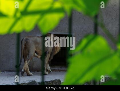 Großes Katzentier, afrikanischer Löwe geht hinein, Riga Zoo, Rückansicht Stockfoto