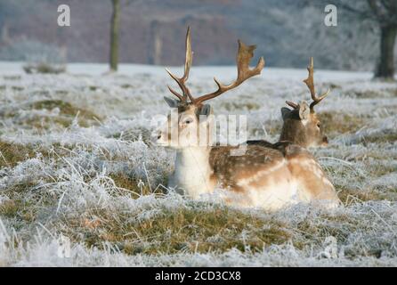 Brachhirsche Hirsche in Kent Stockfoto