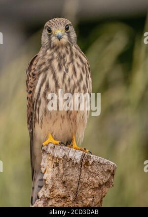 Juvenile Kestrel ruht auf Baumstumpf Stockfoto