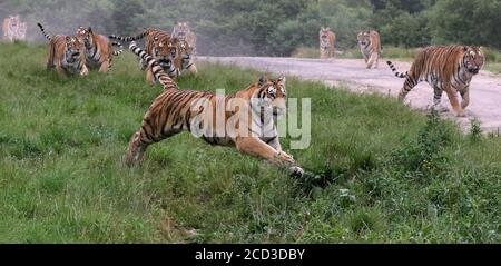 Sibirische Tiger laufen im Wald im Hengdaohezi Siberian Tiger Park, der größten wilden sibirischen Tiger Zucht und Aufwilderbasis in der W Stockfoto