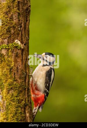 Großfleckige Spechte auf Baumstumpf Stockfoto