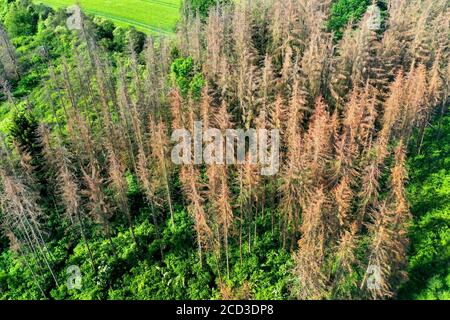 Norwegen Fichte (Picea abies), abgestorbener Fichtenwald durch Trockenheit und Rindenkäfer, 02.06.2020, Luftaufnahme, Deutschland Stockfoto
