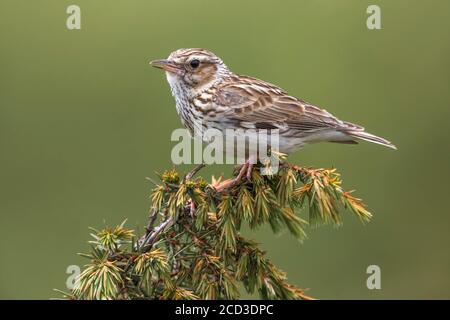 Holzlerche (Lullula arborea pallida, lullula pallida), auf einem Zweig thront, Italien, Passo della Raticosa Stockfoto