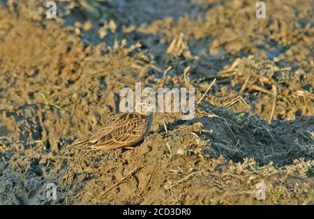 Japanische Feldlerche (Alauda japonica, Alauda japonica japonica), auf dem Boden stehend in einem ländlichen landwirtschaftlichen Feld, Japan Stockfoto