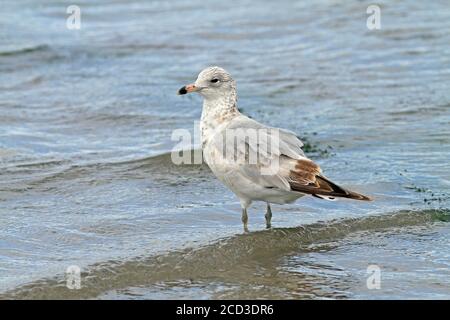 Ringschnabelmöwe (Larus delawarensis), im Erstsommer auf dem Strand, Seitenansicht, Mexiko Stockfoto