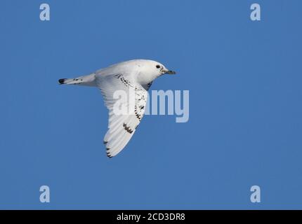 Elfenbeinmöwe (Pagophila eburnea), zweites Kalenderjahr fliegend, Norwegen, Spitzbergen Stockfoto