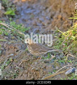 Asiatischer Buffbauchpipit, sibirischer Buffbauchpipit (Anthus rubescens japonicus), auf dem Boden stehend, Japan, Hokkaido Stockfoto