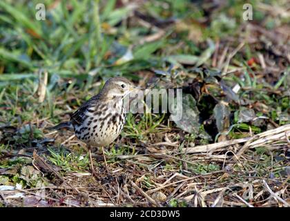 Asiatischer Buffbauchpipit, sibirischer Buffbauchpipit (Anthus rubescens japonicus), auf dem Boden auf Nahrungssuche, Japan, Hokkaido Stockfoto