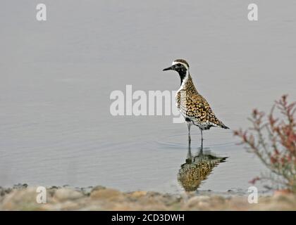 Pazifischer Goldener Pfropfling (Pluvialis fulva), im Sommergefieder im seichten Wasser stehend, Taiwan Stockfoto