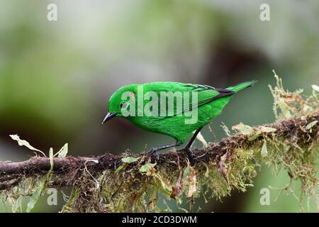 Glitzernder Tanager (Chlorochrysa phoenicotis), sitzt auf einem moosigen Zweig, Ecuador, Mashpi Reserve Stockfoto