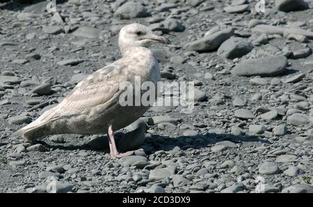 Wassermöwe (Larus glaucescens), die im ersten Sommer an einer Kiesbank entlang der Küste steht, Seitenansicht, USA, Alaska Stockfoto