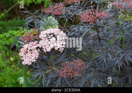 Schwarze Spitze Holunder (Sambucus nigra 'Black Lace', Sambucus nigra Schwarze Spitze), Sorte Schwarze Spitze Stockfoto