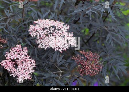 Schwarze Spitze Holunder (Sambucus nigra 'Black Lace', Sambucus nigra Schwarze Spitze), Sorte Schwarze Spitze Stockfoto