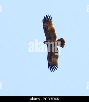 Indischer Gefleckter Adler (Clanga hastata), im Flug, von unten gesehen, Indien, Gujarat Stockfoto