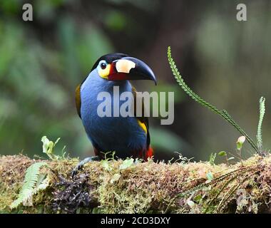 Auf einem Ast mit Epiphyten thronend, Ecuador, Bellavista Reserve Stockfoto