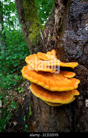 Das Huhn des Waldes, Aulphur polypore, Schwefel-Regal (Laetiporus sulfureus), Fruchtkörper am Eichenstamm, Deutschland Stockfoto