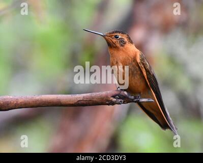 Leuchtender Sonnenstrahl (Aglaeactis cupripennis), auf einem Zweig, Ecuador, Yanacocha Stockfoto