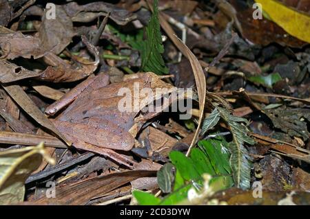 Madagaskar springender Frosch (Aglyptodactylus madagascariensis), sitzend in trockenem Blattstreu auf Waldboden, Madagaskar, Ranomafana Nationalpark Stockfoto