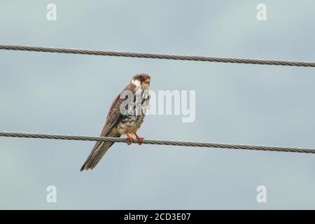 ostrotfüßige krestel (Falco amurensis), zweites Kalenderjahr Amur Falcon thront auf Stromdraht in einer ländlichen Gegend, China, Dongzhai Stockfoto