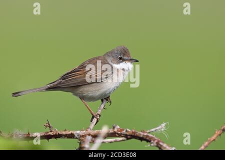 whitethroat (Sylvia communis), Männchen auf einem Brombeerstrauch, Niederlande, Frisia Stockfoto