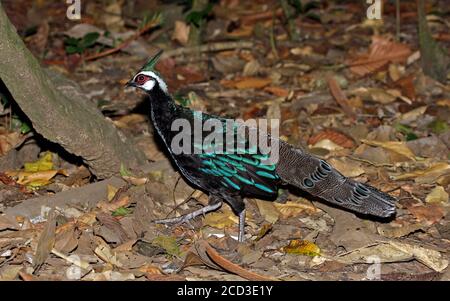 Palawan-Pfauenfasane (Polyplectron napoleonis), Männchen auf Waldboden, Seitenansicht, Philippinen, Palawan Stockfoto