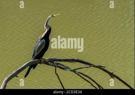 Indische Darter (Anhinga melanogaster), Erwachsener in einem Süßwassersee, sitzt auf einem toten Baum, der im Wasser gefallen ist, Indien, Stockfoto