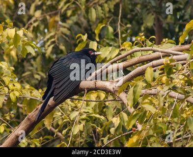 Asiatischer Koel (Eudynamys scolopaceus), Männchen auf einem Ast sitzend, Indien Stockfoto