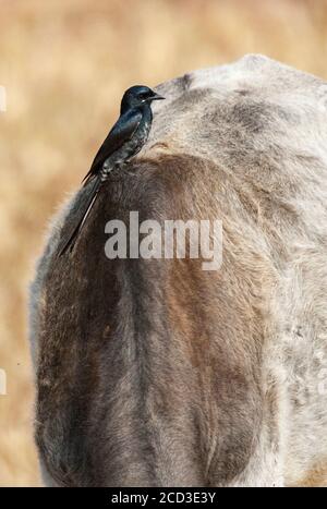 Schwarzer Drongo (Dicrurus macrocercus), unreif Schwarzer Drongo auf einem domestizierten Tier sitzend, Indien, Stockfoto