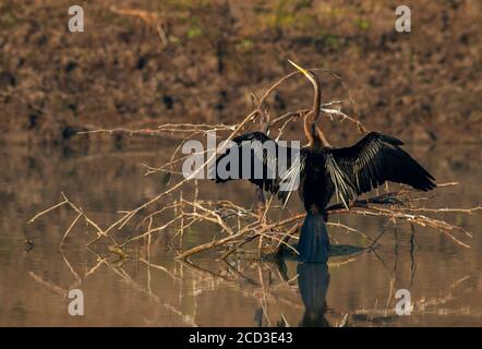 Indianer-Liebling (Anhinga melanogaster), Erwachsener in einem Süßwassersee, sitzend auf einem toten Baum, der seine Flügel trocknet, Indien, Stockfoto