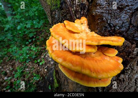 Das Huhn des Waldes, Aulphur polypore, Schwefel-Regal (Laetiporus sulfureus), Fruchtkörper am Eichenstamm, Deutschland Stockfoto