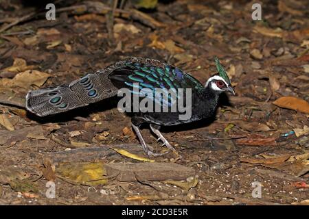 Palawan-Pfauenfasane (Polyplectron napoleonis), Männchen auf Waldboden, Seitenansicht, Philippinen, Palawan Stockfoto