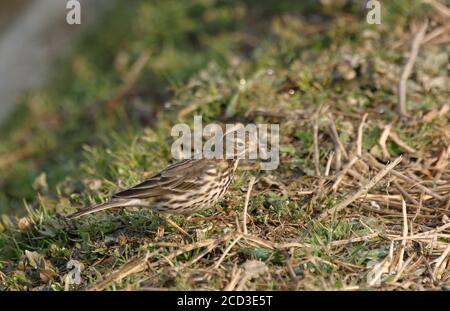 Asiatischer Buffbauchpipit, sibirischer Buffbauchpipit (Anthus rubescens japonicus), auf dem Boden auf Nahrungssuche, Seitenansicht, Japan, Hokkaido Stockfoto