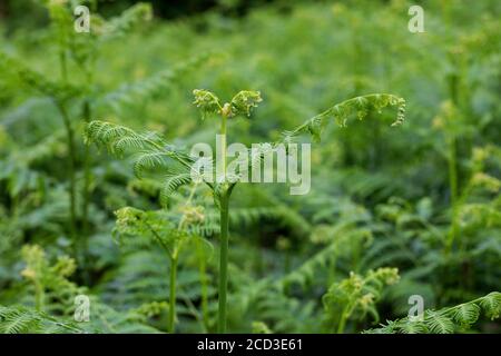 bracken Farn (Pteridium aquilinum), entrollende Frond, Deutschland Stockfoto