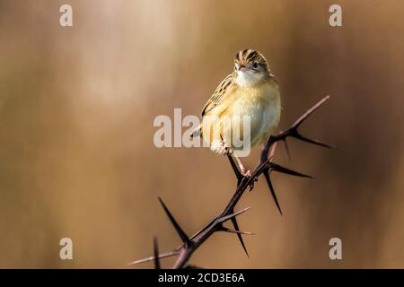 Zitting cisticola (Cisticola juncidis), thront auf einem Zweig, Italien Stockfoto