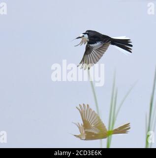 Amur-Bachstelze, Amur-Bachstelze (Motacilla alba leucopsis, Motacilla leucopsis), überwinterndes Männchen im Flug über dem Inle-See, Burma Stockfoto