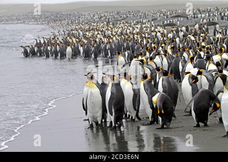 Königspinguin (Aptenodytes patagonicus), riesige Anzahl von Pinguinen stehen am Strand, Suedgeorgien Stockfoto