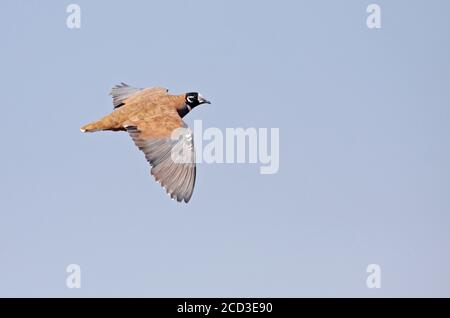 Flocktaube, Harlequin bronzewing, Harlequin taube (Phaps histrionica), im Flug, Australien Stockfoto