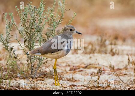 Weißschwanzpfeiffer (Vanellus leucurus, Chettusia leucura), im ersten Winter Weißschwanzkiebel auf trockenem Boden stehend, Seitenansicht, Oman Stockfoto