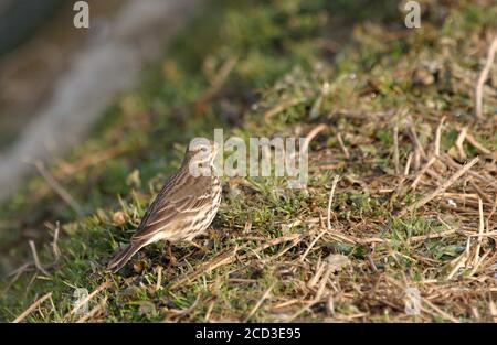 Asiatischer Buffbauchpipit, sibirischer Buffbauchpipit (Anthus rubescens japonicus), auf dem Boden auf Nahrungssuche, Japan, Hokkaido Stockfoto