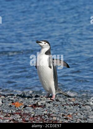 Bärtiger Pinguin, Kinnriemen-Pinguin (Pygoscelis antarctica, Pygoscelis antarcticus), stehend am Kiesstrand mit ausgestreckten Flügeln, Seitenansicht, Stockfoto