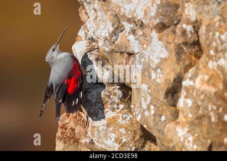 wallcreeper (Tichodroma muraria), an einer steilen Felswand festhaltend, Seitenansicht, Italien, Lago di Massaciuccoli Stockfoto