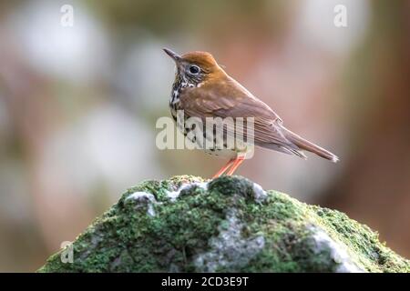 Holzdrossel (Hylocichla mustelina), auf einem Moos bedeckten Felsen thronend, Seitenansicht, Portugal, Azoren, Corvo Stockfoto