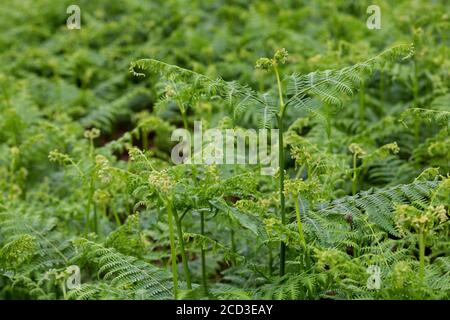 bracken Farn (Pteridium aquilinum), entrollende Wedel, Deutschland Stockfoto