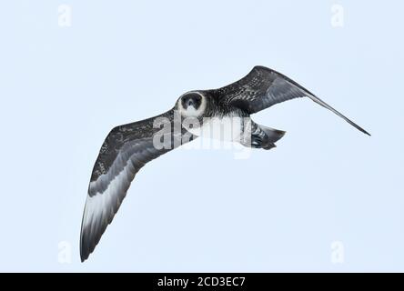 Pomarine skua (Stercorarius pomarinus), Sudadult im Flug, Norwegen, Spitzbergen Stockfoto