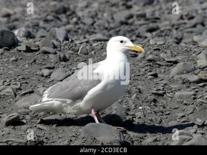 Wassermöwe (Larus glaucescens), auf einer Kiesbank entlang der Küste, Seitenansicht, USA, Alaska Stockfoto