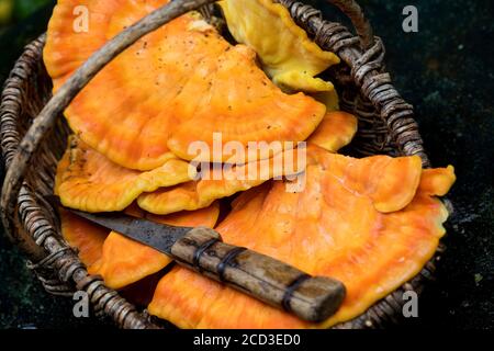 Das Huhn des Waldes, Aulphur polypore, Schwefel-Regal (Laetiporus sulfureus), sammelte Schwefel-Polyporen in einem Korb, Deutschland Stockfoto