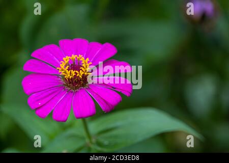 Eine Purple Common Zinnia (Zinnia elegans) im Garten mit Platz für Text, lowkey Stockfoto