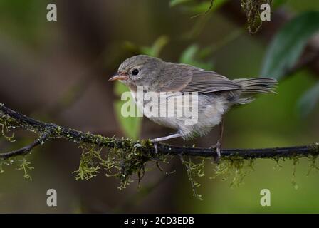 Waldsänger (Certhidea olivacea), auf einem Zweig, Ecuador, Galapagos-Inseln thront Stockfoto