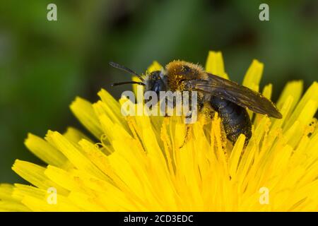 Bergbaubiene (Andrena haemorrhoe, Andrena albicans), weiblich, Blütenbesuch bei Löwenzahn, Deutschland Stockfoto