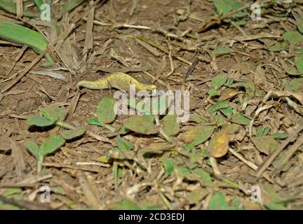 Mount d'Ambre Blatt Chamäleon (Brookesia tuberculata), auf dem Waldboden. Ein kleiner Chamäleon aus dem fernen Norden Madagaskars, Madagaskar, Bernstein Stockfoto